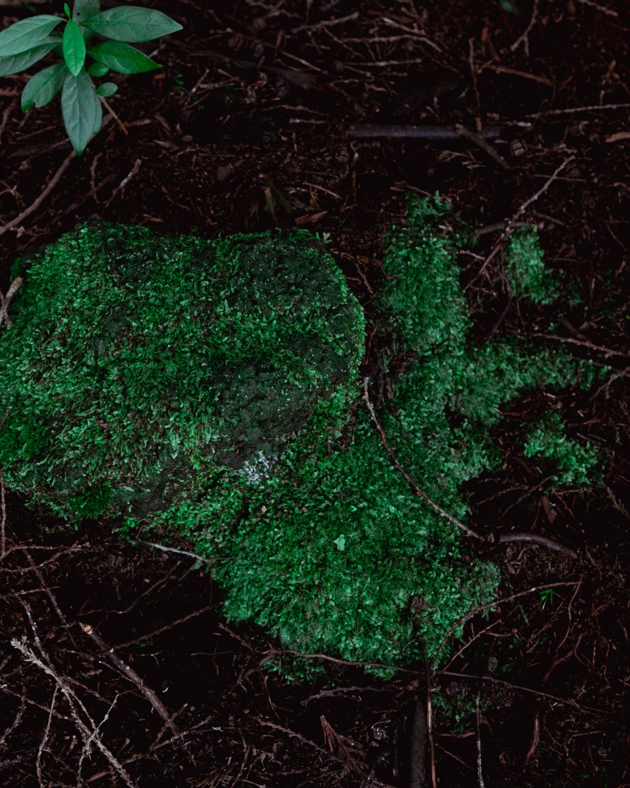 24 Beacon Light Potential 6